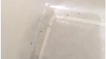 Velvet The Giantess And The Ants