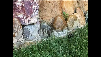 Hawaiian Honey Big Tits Blowjob - Episode 8 Hot Vintage HD