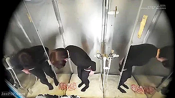 250713ギャルとツイスターゲームで遊ぶe4