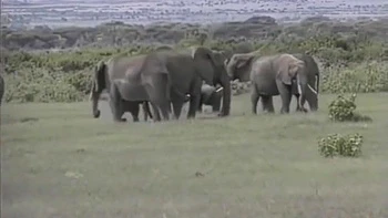 Selen - Queen Of The Elephants 1 (4)