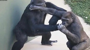 Rehead GOAT: Babe, Xhamster  Masturbation Porn