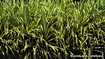 Young & Stacked Kim Velez - Kim Velez - Scoreland2