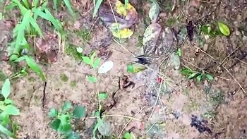 Mamada al aire libre de rodillas con peluda india