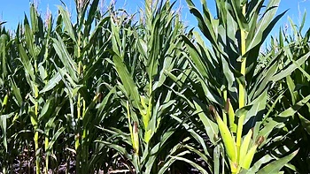 Busty brunette jerks off solo outdoors